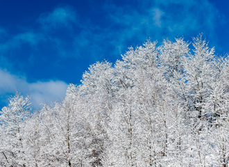 花と香りと味覚のまち 中富良野町